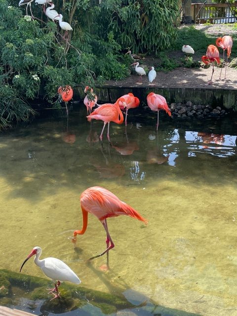 Flamingo island at Gatorland Orlando Florida