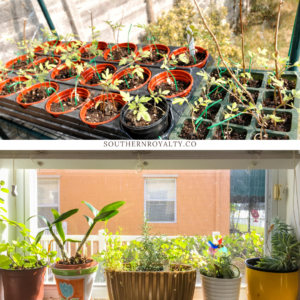 Indoor garden or outdoor garden